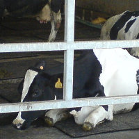 a52224444's avatar