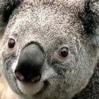 nigelpeak's avatar