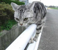 Sphinx's avatar