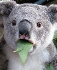 weskerxiii's avatar