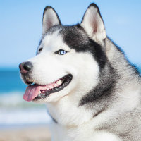 blueyao's avatar