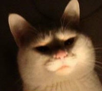 torchy's avatar