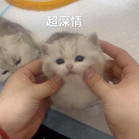 Qiu870128's avatar