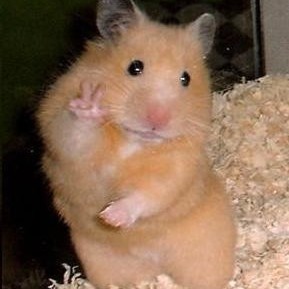 licenice's avatar